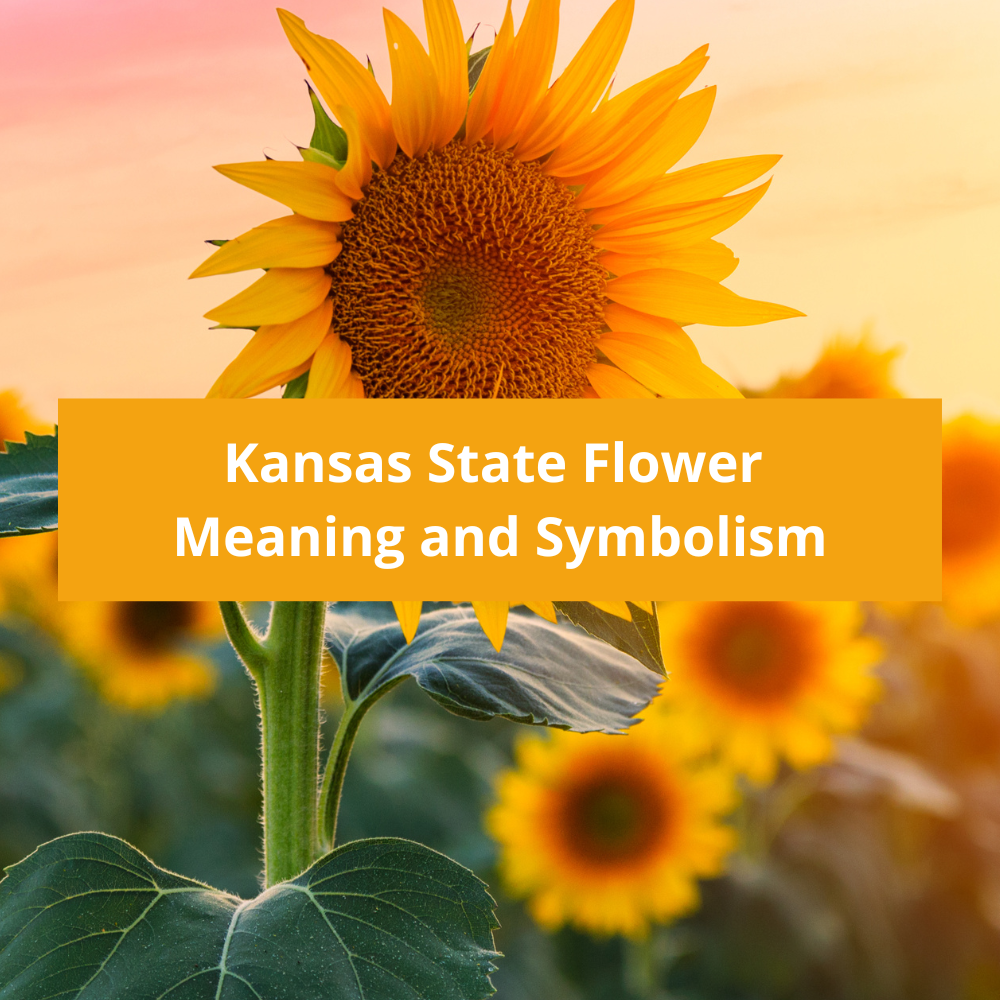 Kansas-State-Flower-Meaning-and-Symbolism