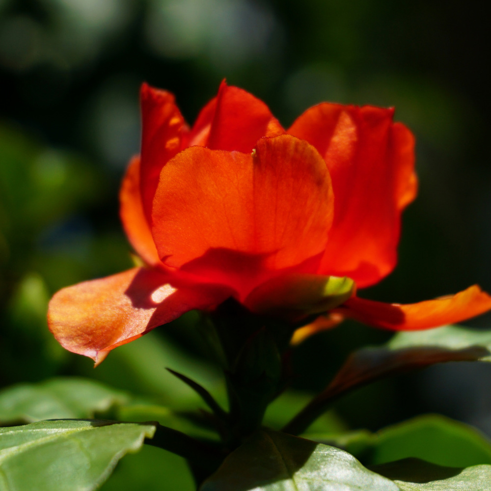 Leuenbergeria-quisqueyana