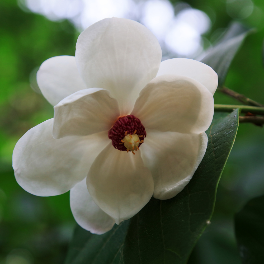 Magnolia-sieboldii