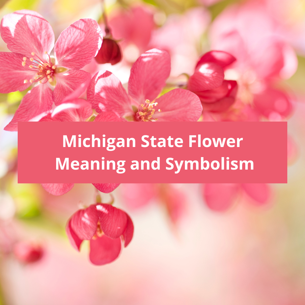 Michigan-State-Flower-Meaning-and-Symbolism