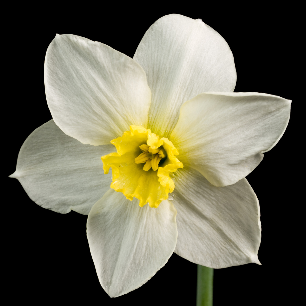 Narcissus