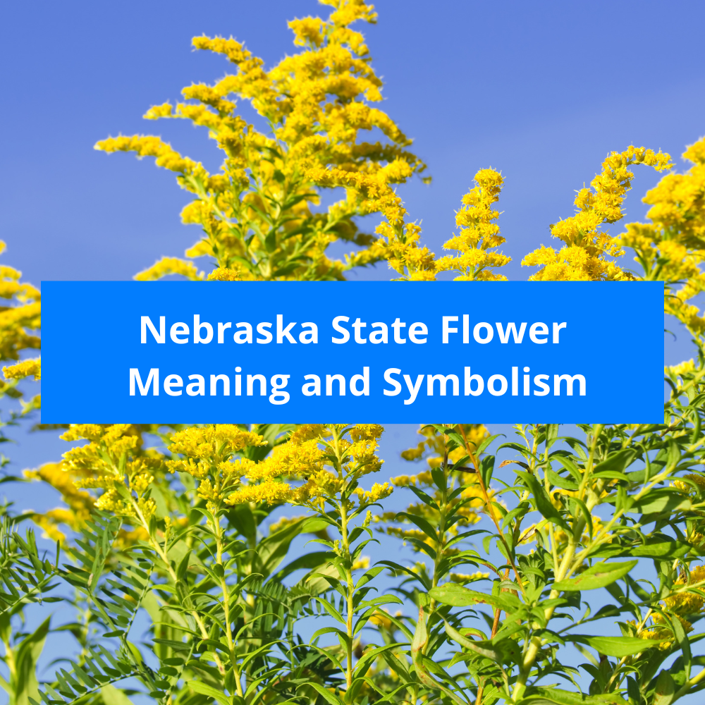 Nebraska-State-Flower-Meaning-and-Symbolism