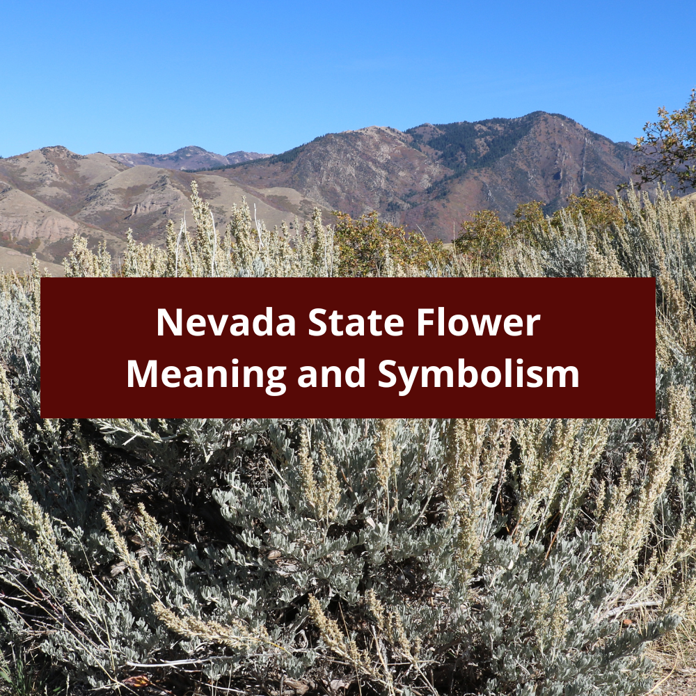 Nevada-State-Flower-Meaning-and-Symbolism