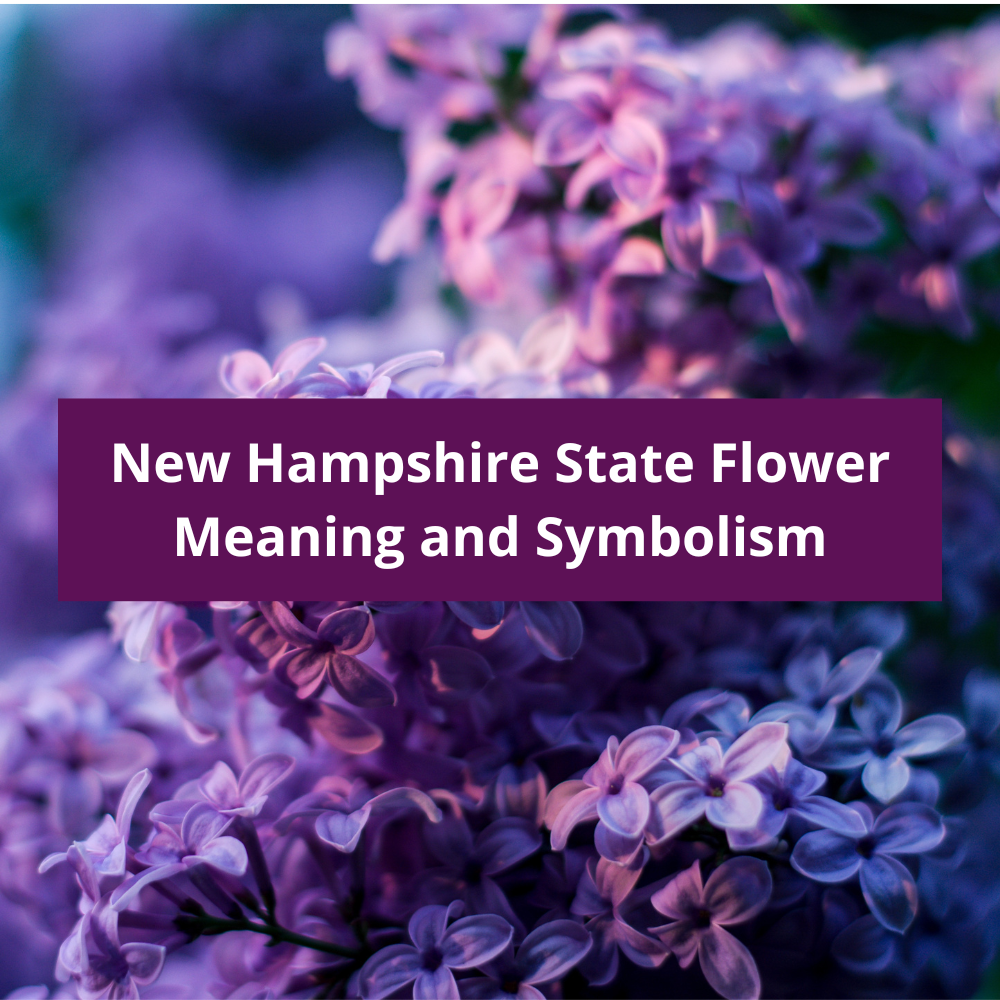 New-Hampshire-State-Flower-Meaning-and-Symbolism