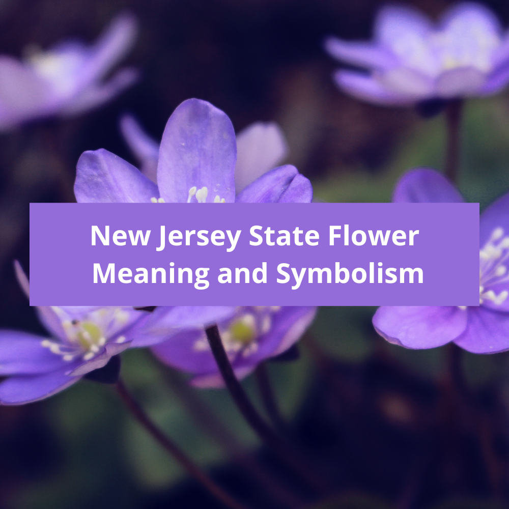 New-Jersey-State-Flower-Meaning-and-Symbolism