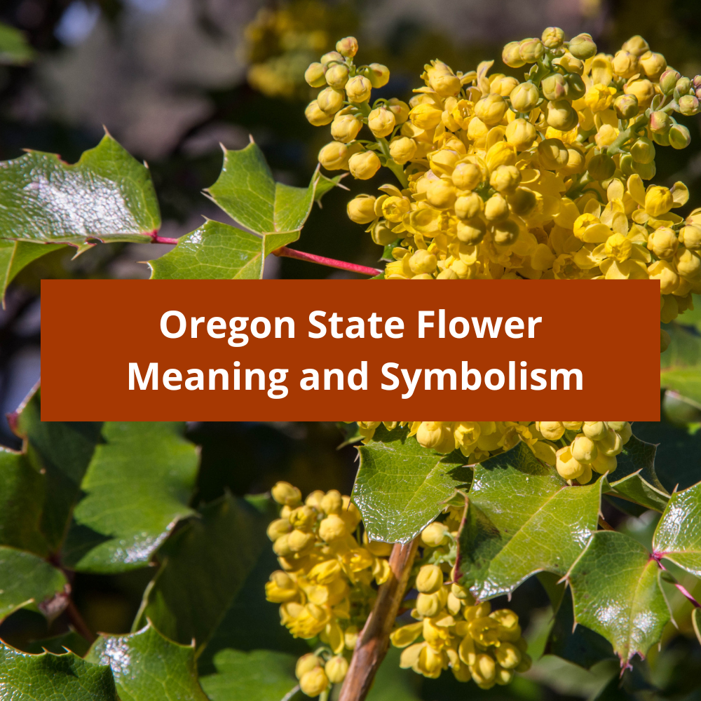Oregon-State-Flower-Meaning-and-Symbolism