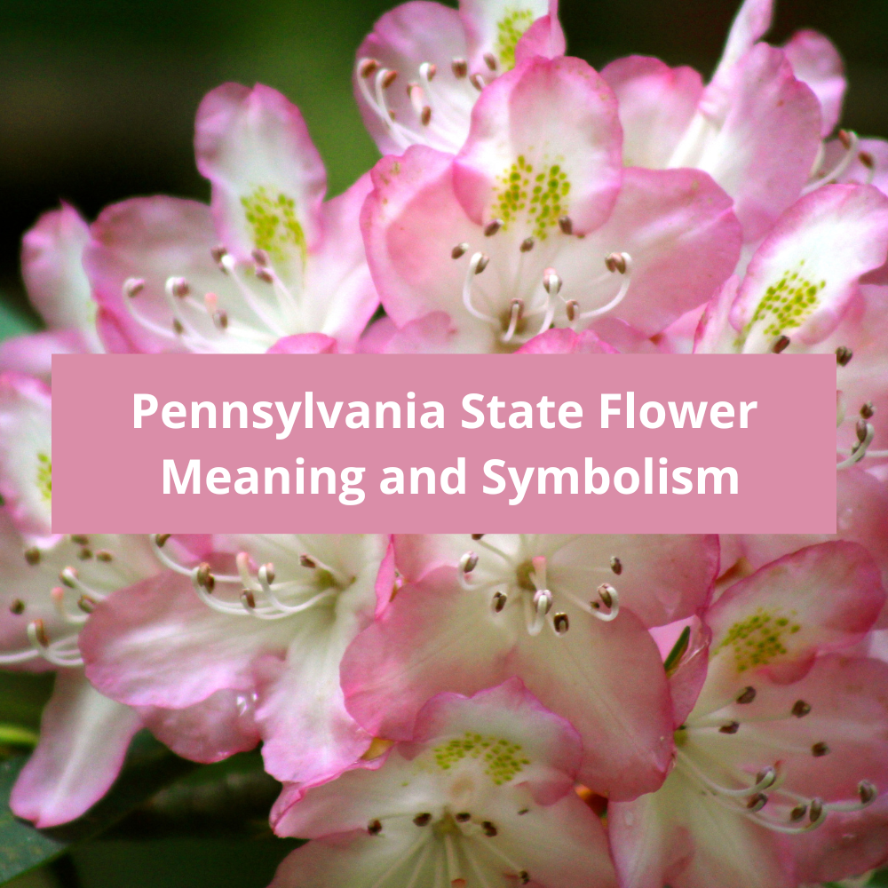 Pennsylvania-State-Flower-Meaning-and-Symbolism