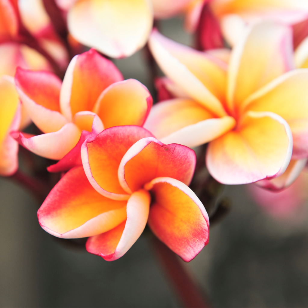 Plumeria