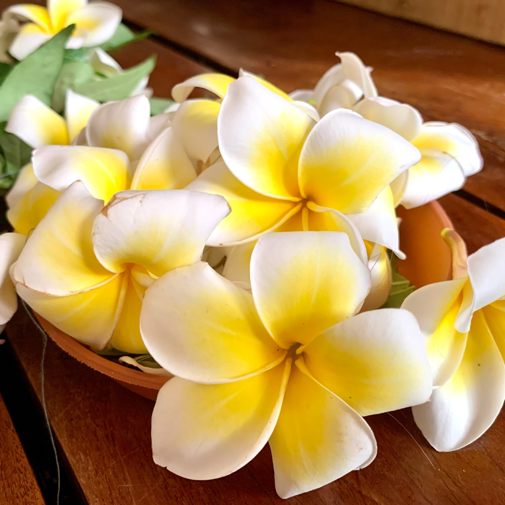 Plumeria-Frangipanis