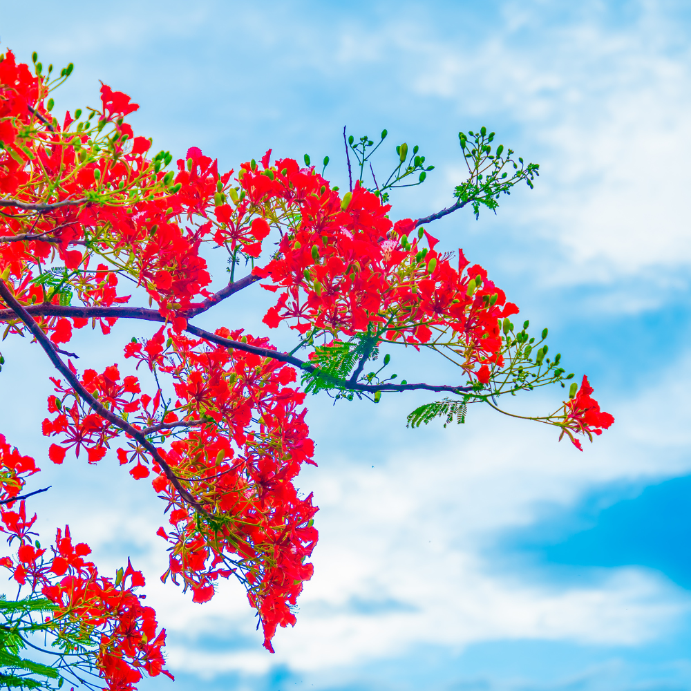 Poinciana