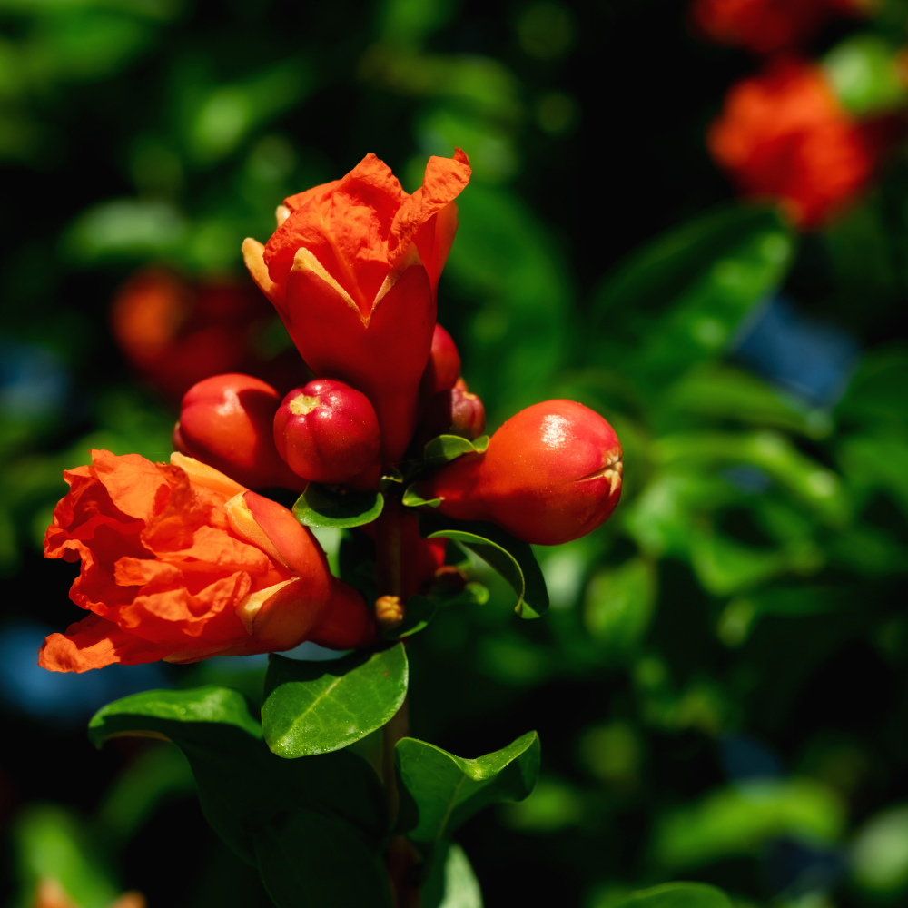 Pomegranate-Blossom