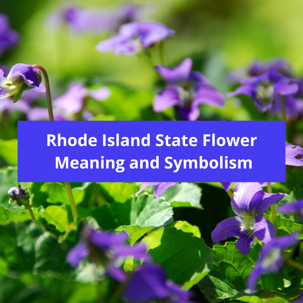 Rhode-Island-State-Flower-Meaning-and-Symbolism