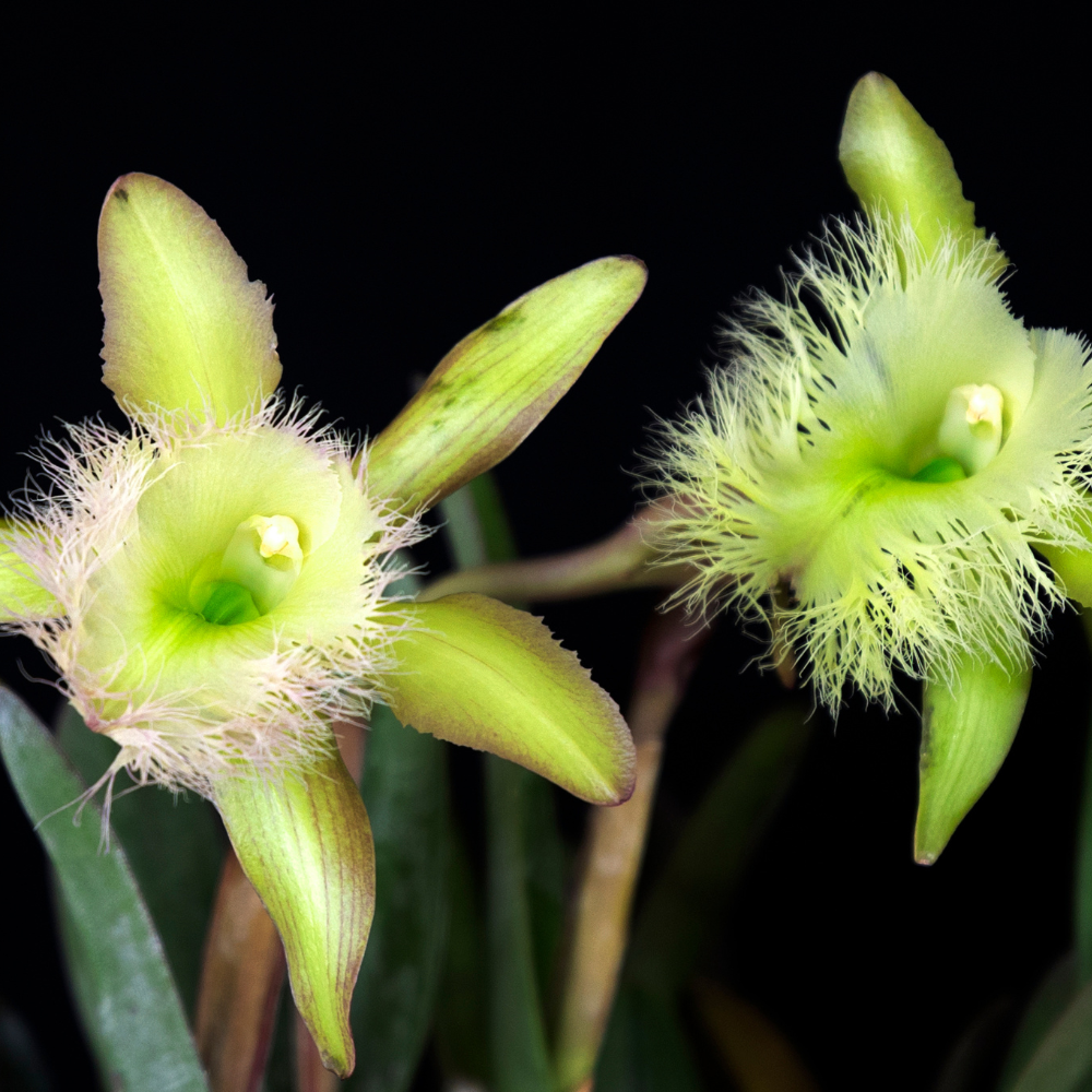 Rhyncholaelia-digbyana