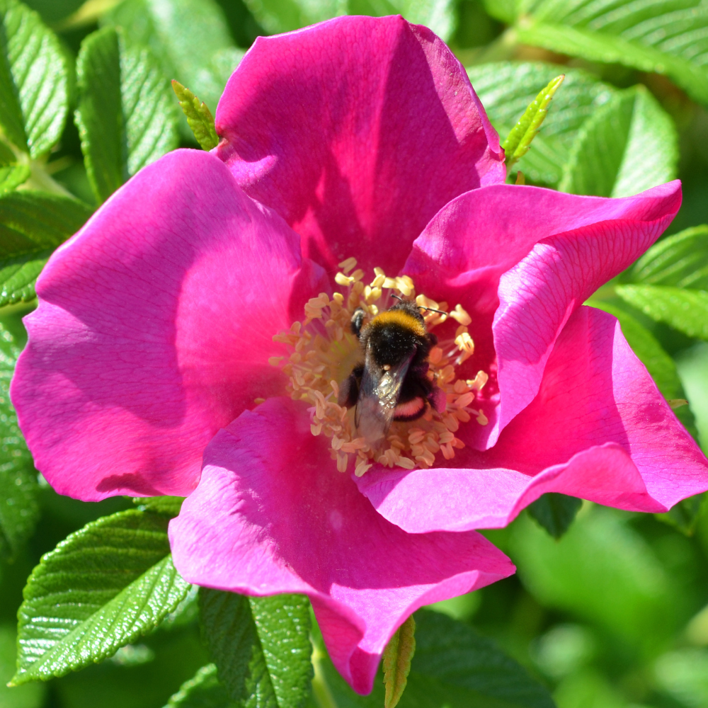 Rosa-Rugosa
