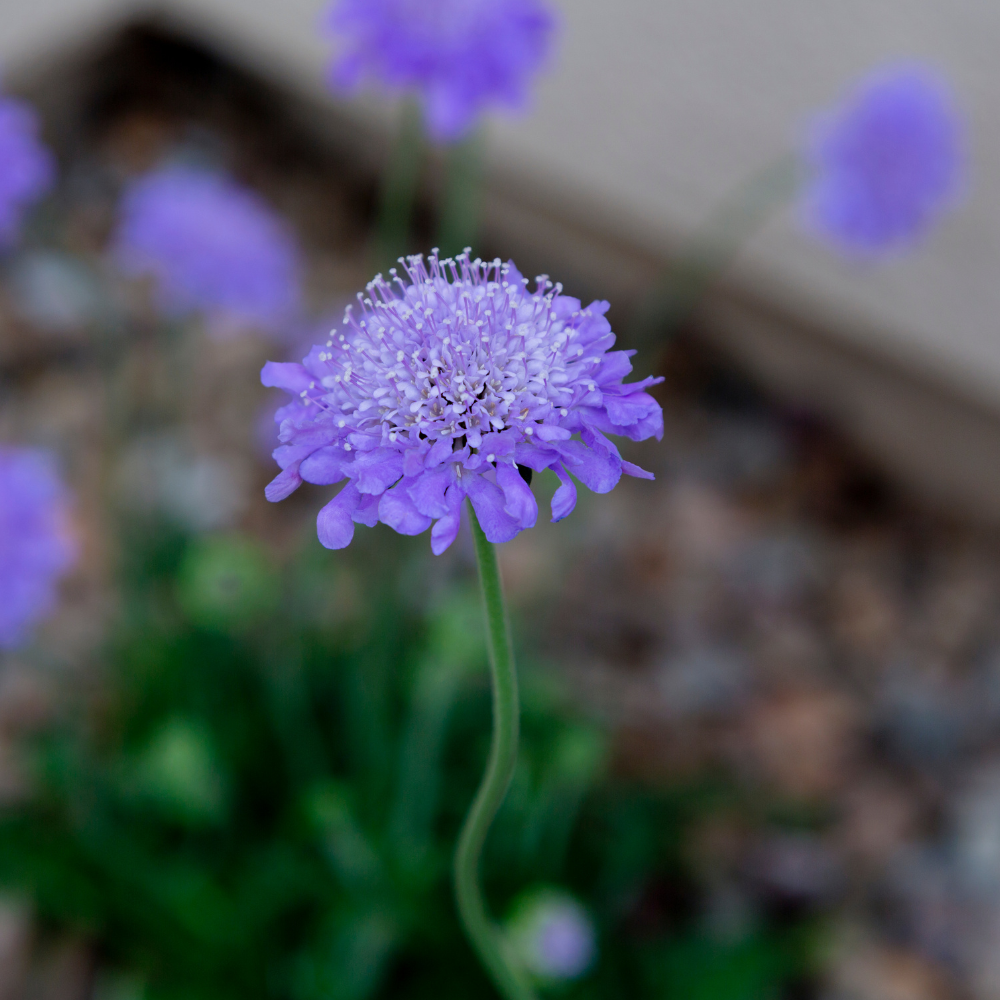 Scabiosa-Comosa