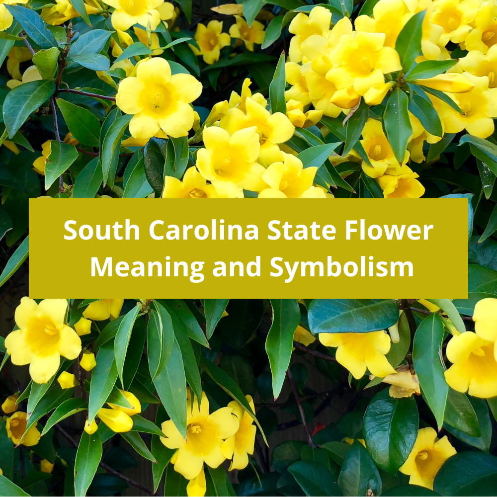South-Carolina-State-Flower-Meaning-and-Symbolism
