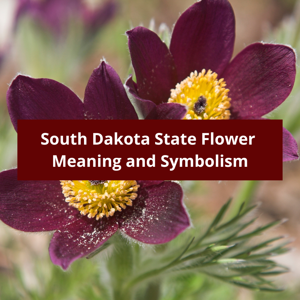 South-Dakota-State-Flower-Meaning-and-Symbolism