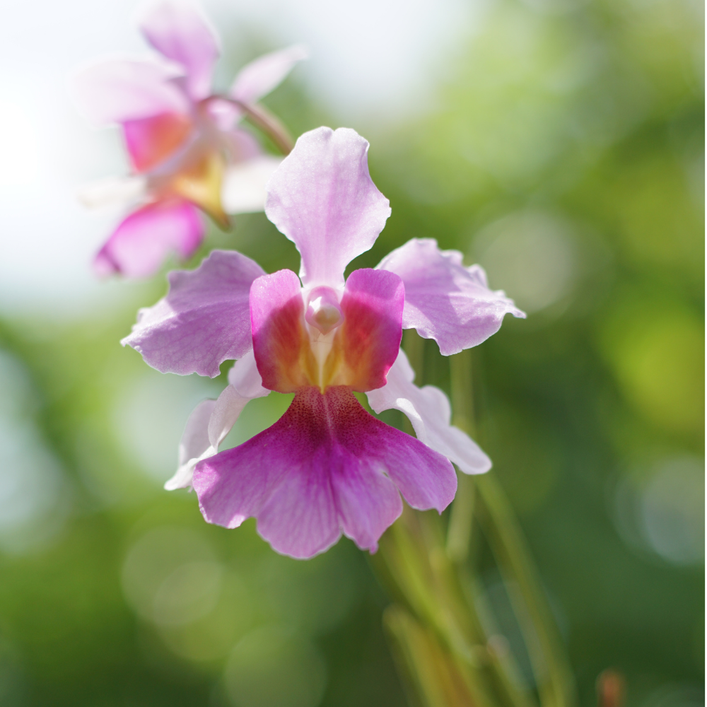 Vanda-Miss-Joaquim-orchid