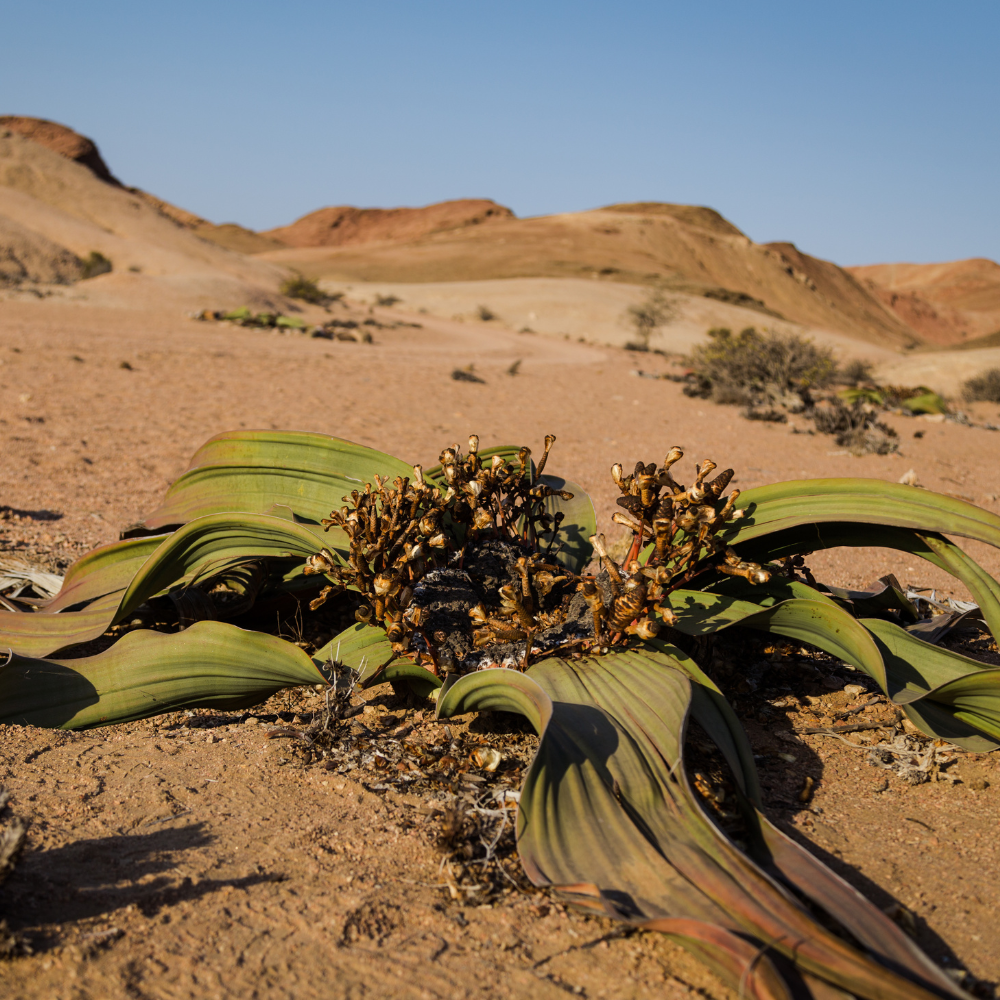 Welwitschia-Mirabilis
