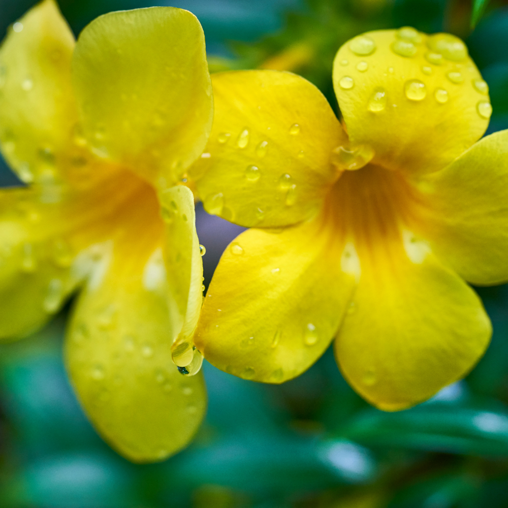Western-African-Golden-Trumpet