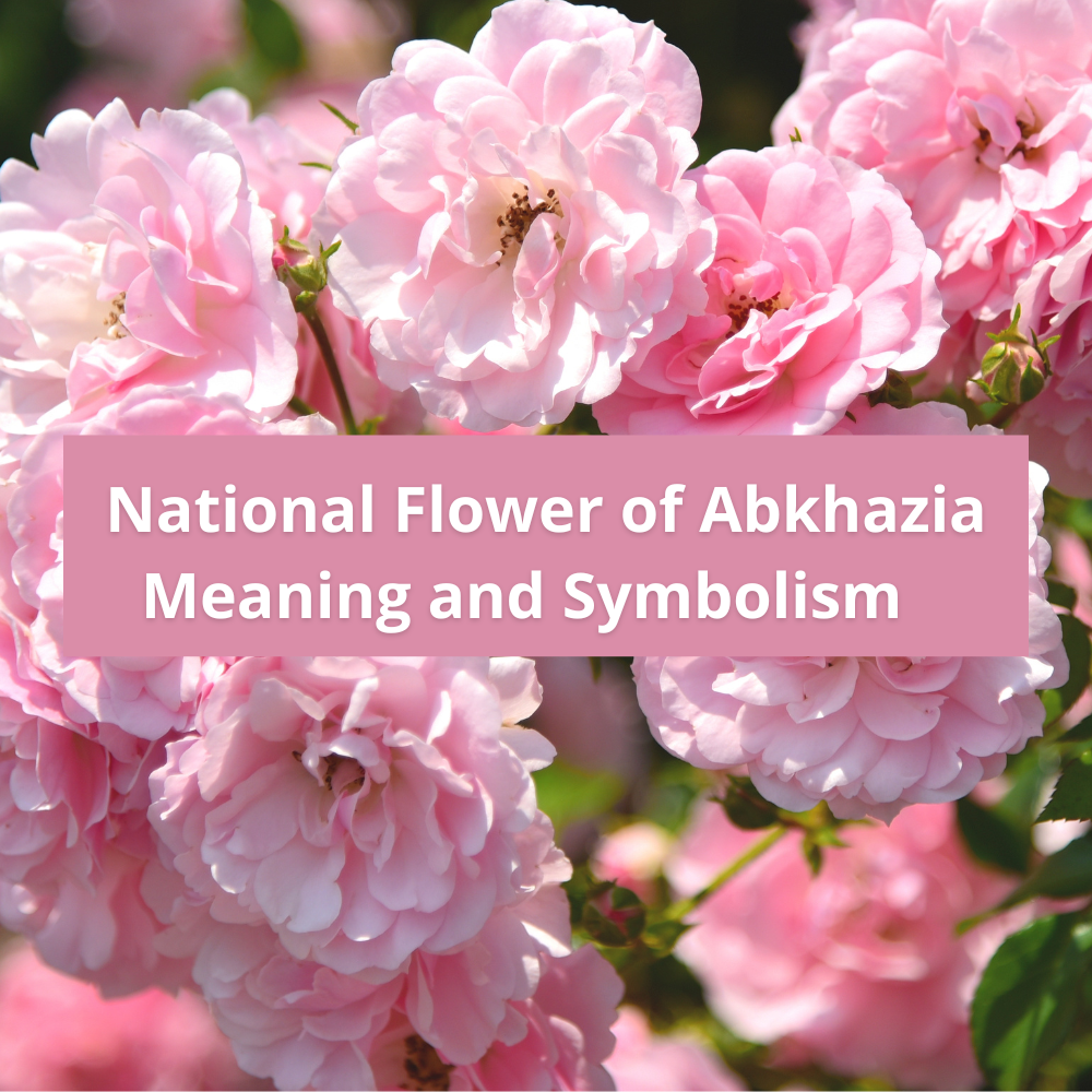 What-is-the-national-flower-of-Abkhazia-Meaning-and-Symbolism