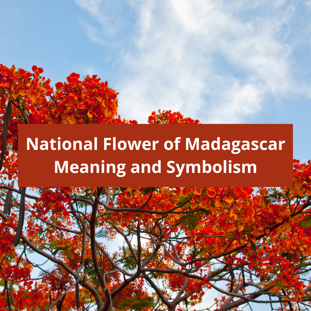What-is-the-national-flower-of-Madagascar-Meaning-and-Symbolism