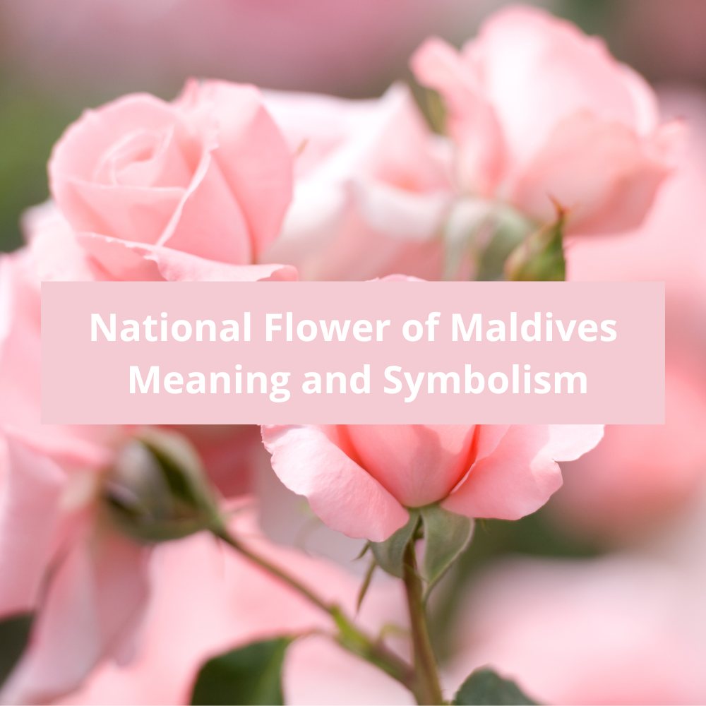 What-is-the-national-flower-of-Maldives-Meaning-and-Symbolism
