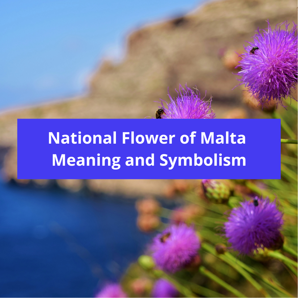 What-is-the-national-flower-of-Malta-Meaning-and-Symbolism