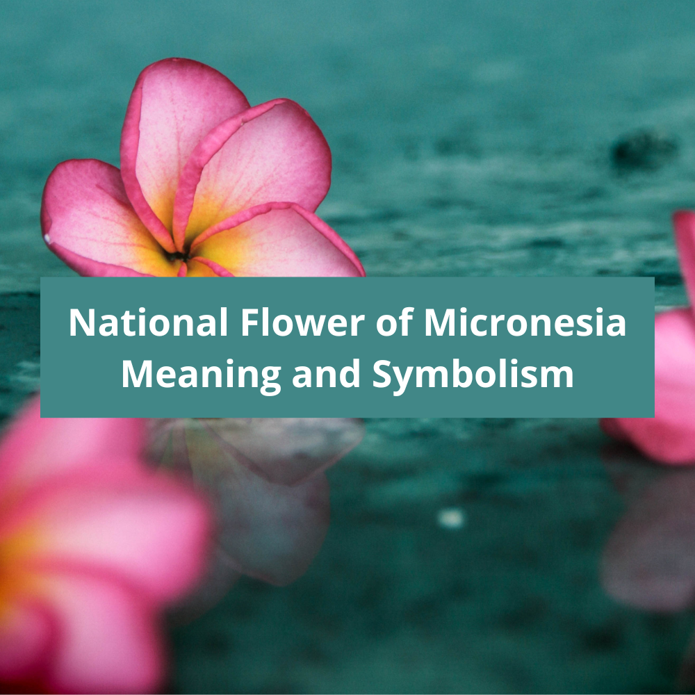 What-is-the-national-flower-of-Micronesia-Meaning-and-Symbolism
