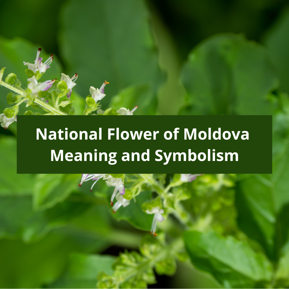 What-is-the-national-flower-of-Moldova-Meaning-and-Symbolism