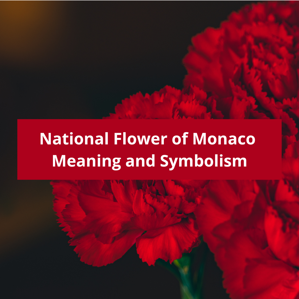What-is-the-national-flower-of-Monaco-Meaning-and-Symbolism