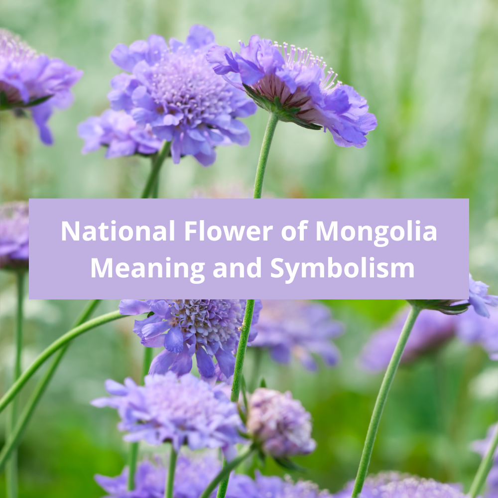What-is-the-national-flower-of-Mongolia-Meaning-and-Symbolism