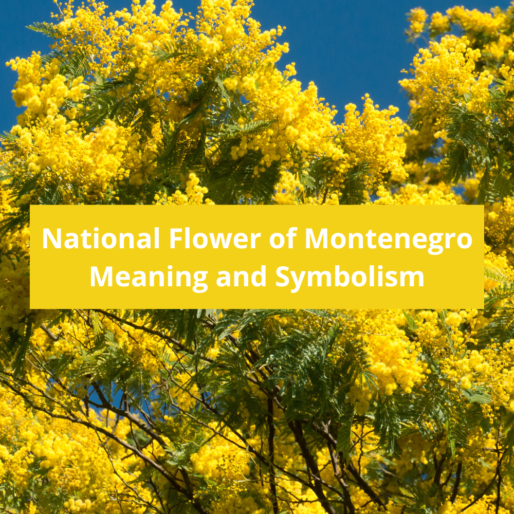 What-is-the-national-flower-of-Montenegro-Meaning-and-Symbolism