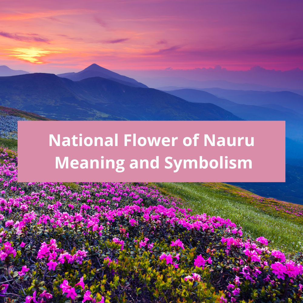 What-is-the-national-flower-of-Nauru-Meaning-and-Symbolism