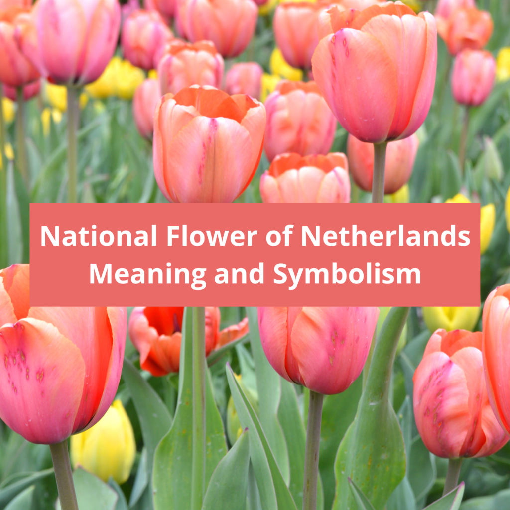 What-is-the-national-flower-of-Netherlands-Meaning-and-Symbolism