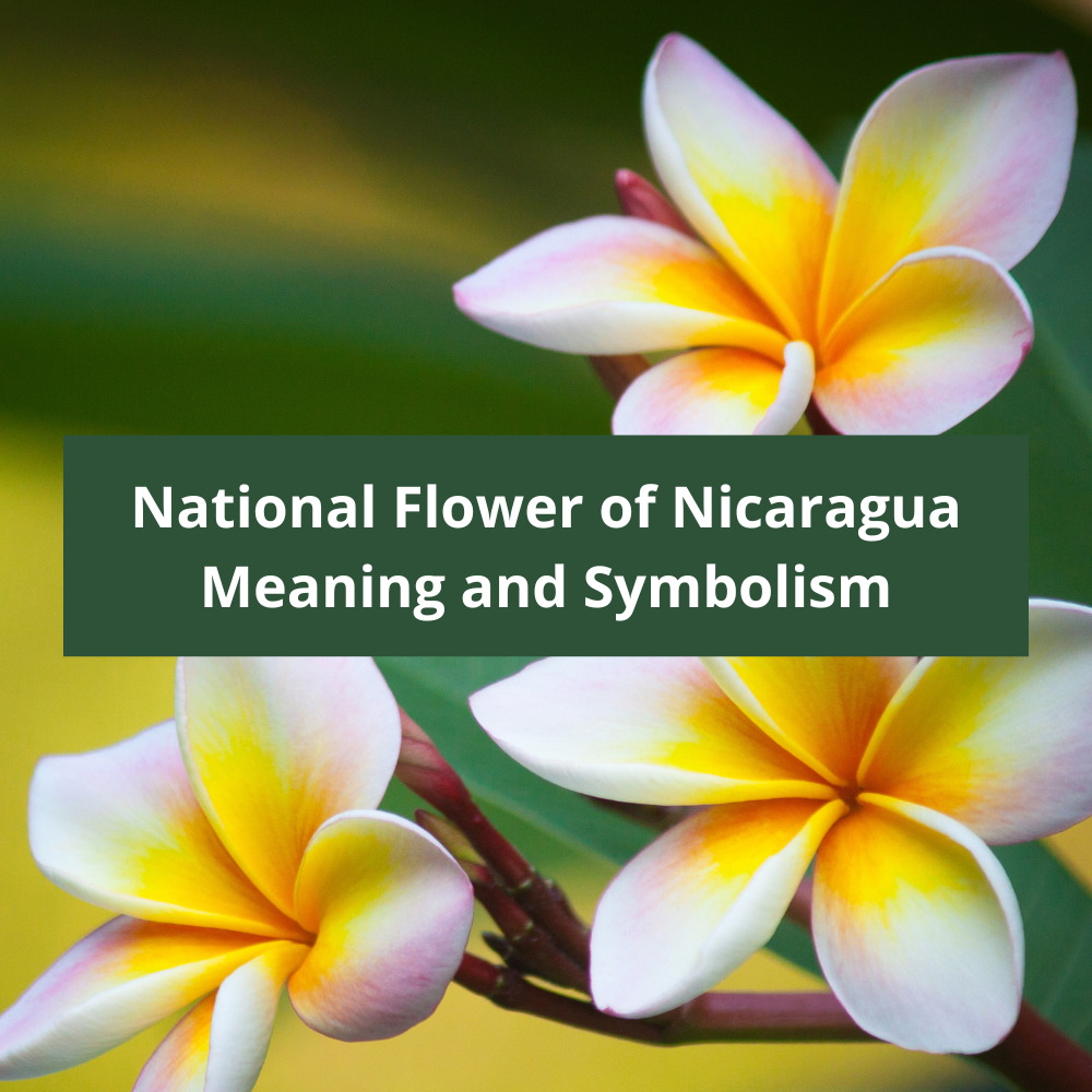 What-is-the-national-flower-of-Nicaragua-Meaning-and-Symbolism