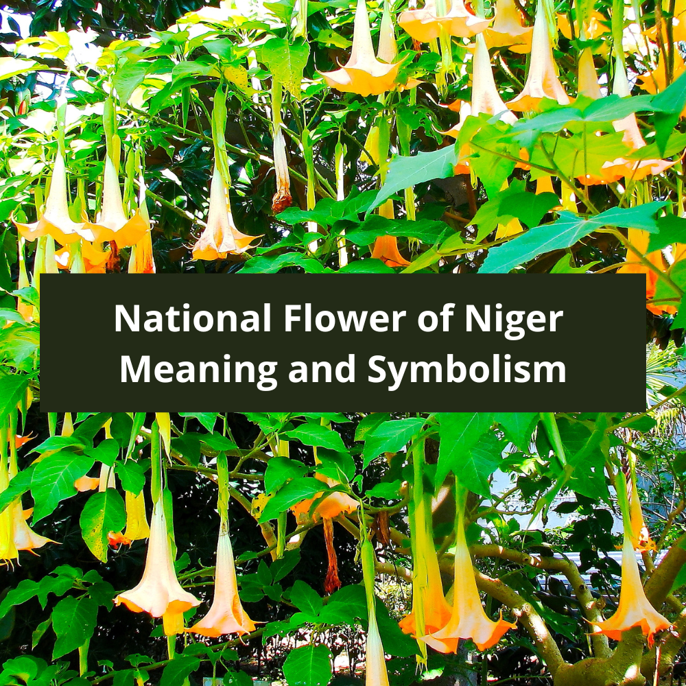 What-is-the-national-flower-of-Niger-Meaning-and-Symbolism