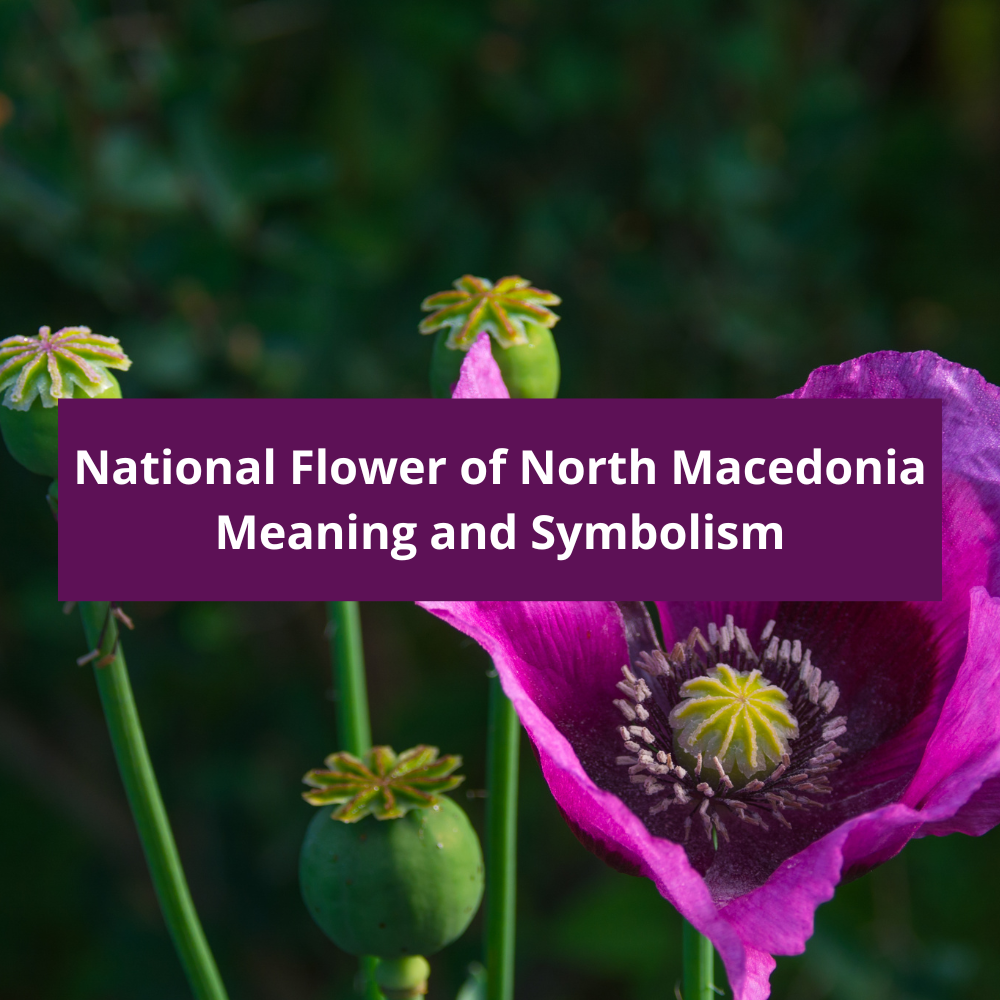 What-is-the-national-flower-of-North-Macedonia-Meaning-and-Symbolism