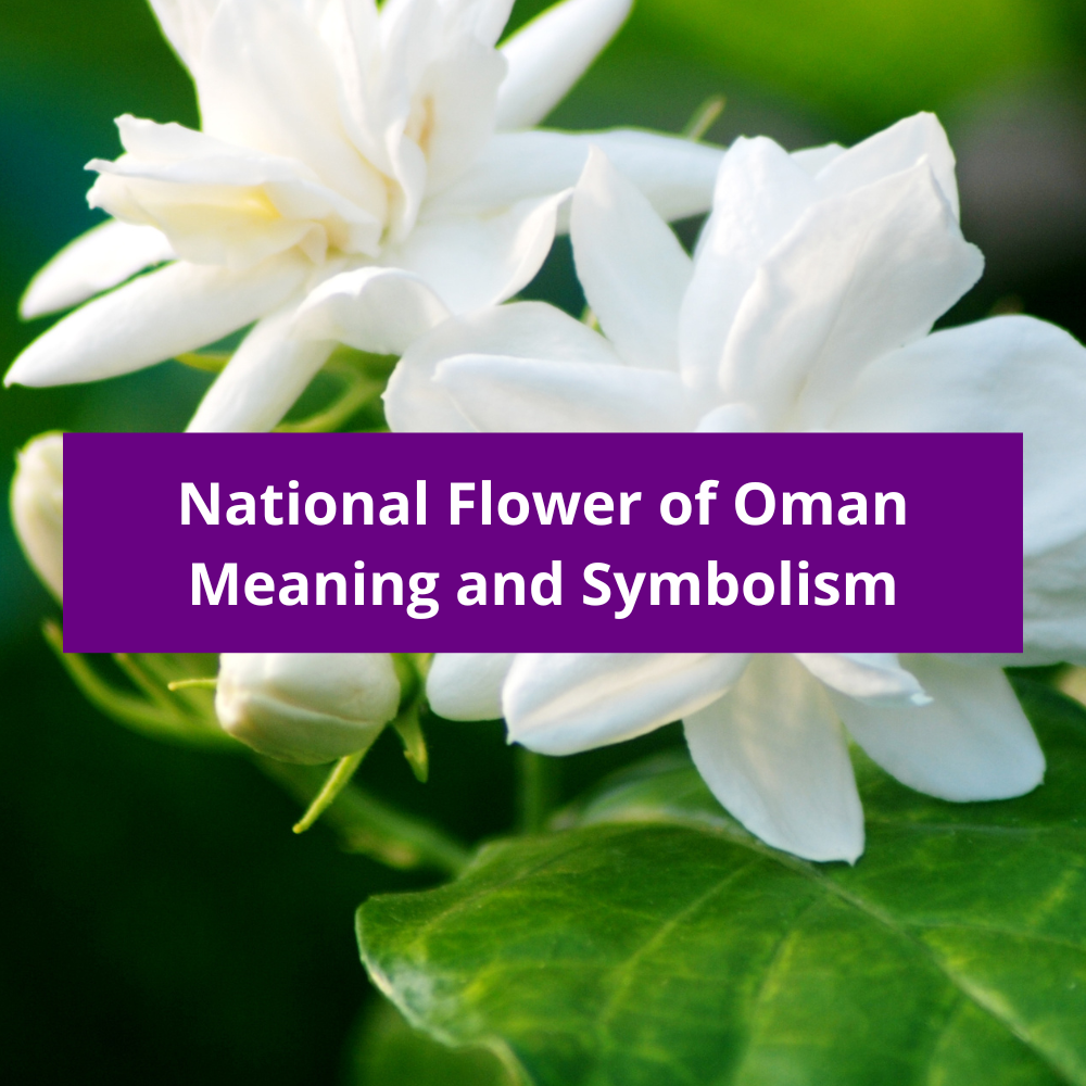 What-is-the-national-flower-of-Oman-Meaning-and-Symbolism