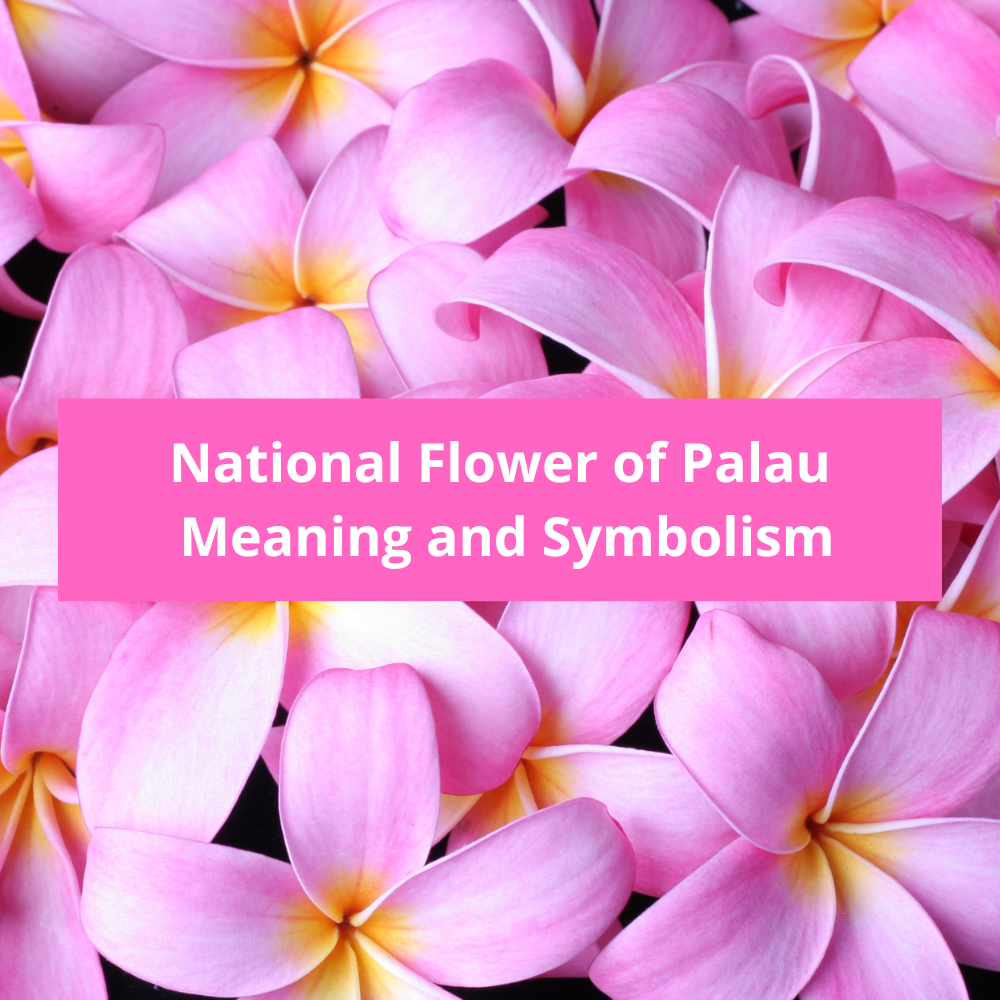 What-is-the-national-flower-of-Palau-Meaning-and-Symbolism