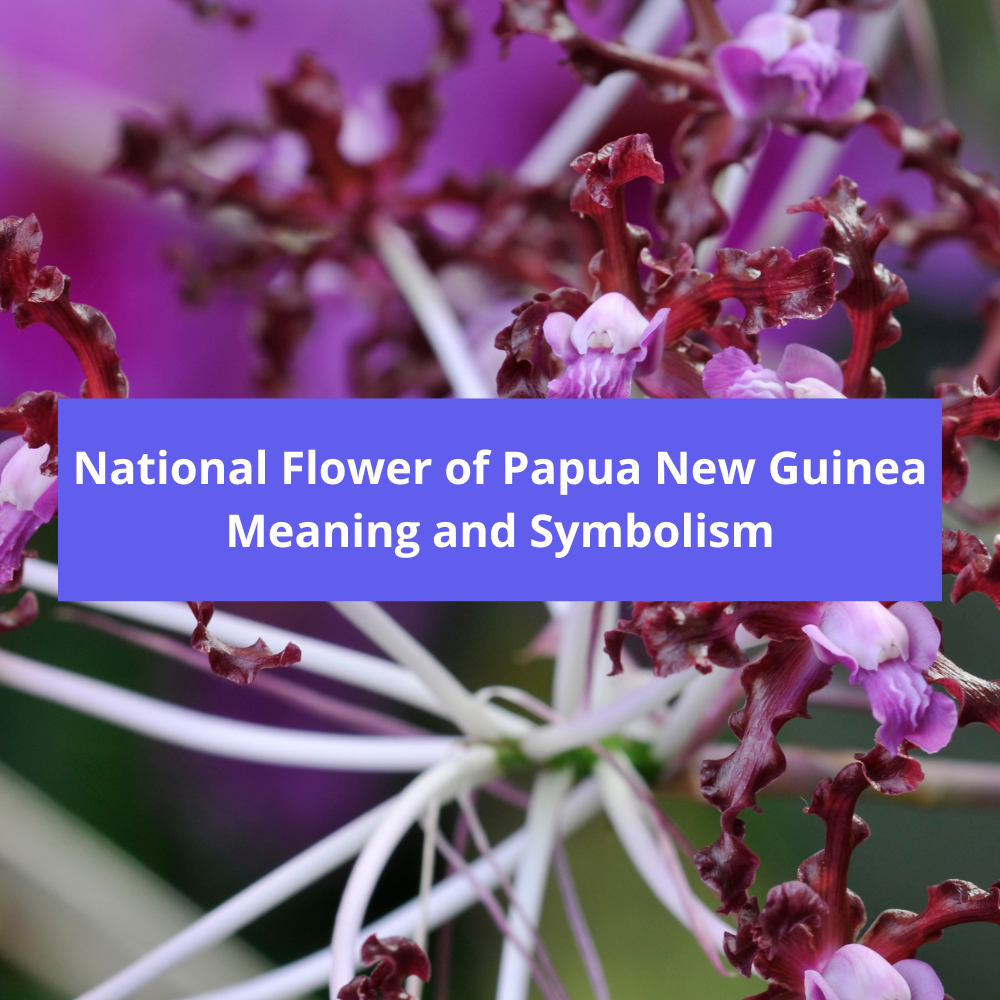 What-is-the-national-flower-of-Papua-New-Guinea-Meaning-and-Symbolism