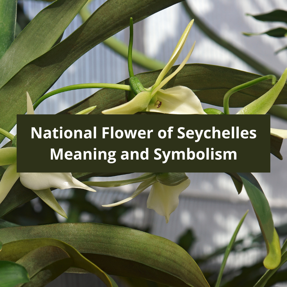 What-is-the-national-flower-of-Seychelles-Meaning-and-Symbolism