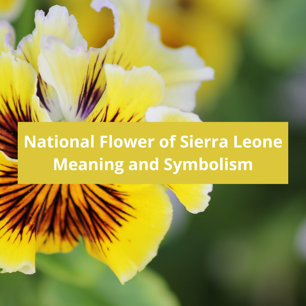 What-is-the-national-flower-of-Sierra-Leone-Meaning-and-Symbolism