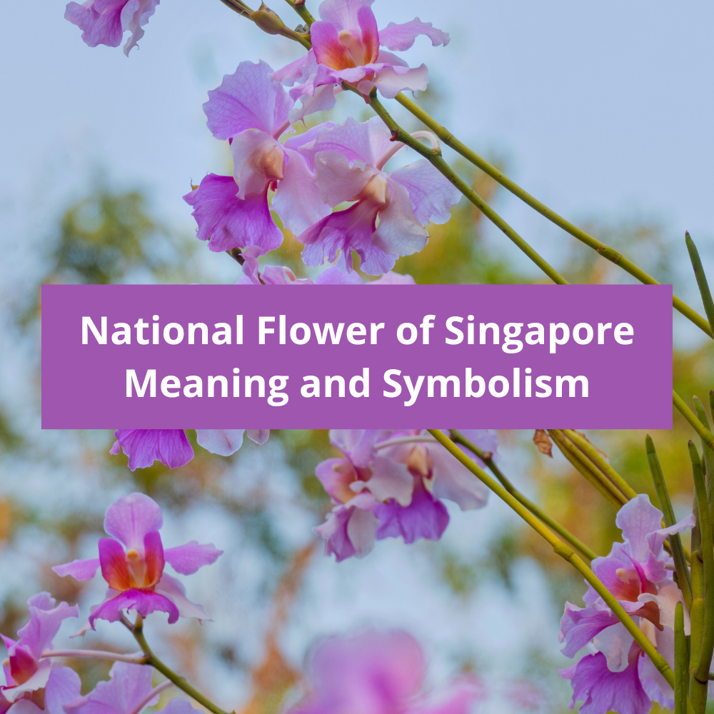 What-is-the-national-flower-of-Singapore-Meaning-and-Symbolism