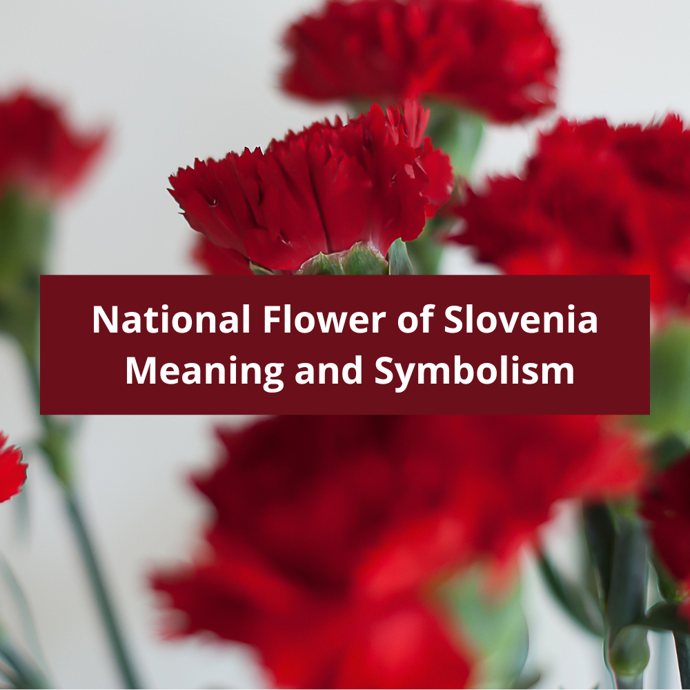 What-is-the-national-flower-of-Slovenia-Meaning-and-Symbolism