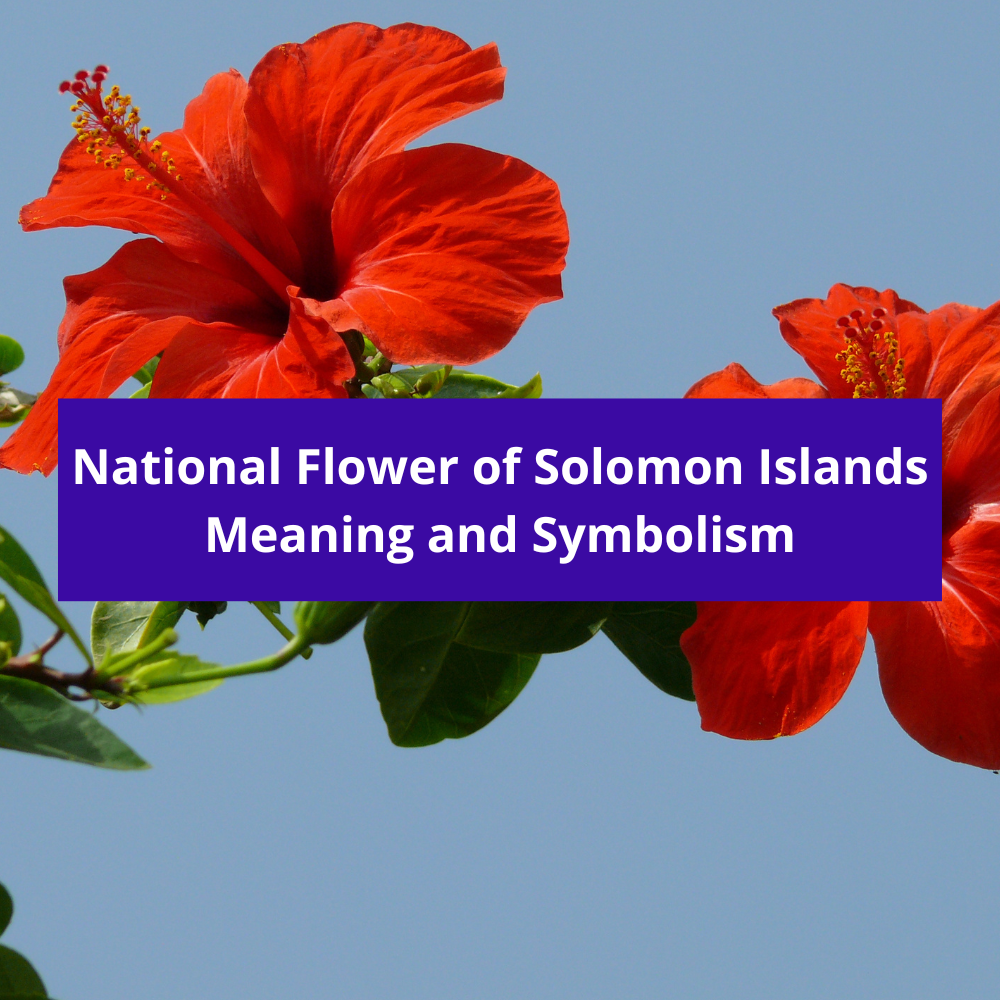 What-is-the-national-flower-of-Solomon-Islands-Meaning-and-Symbolism