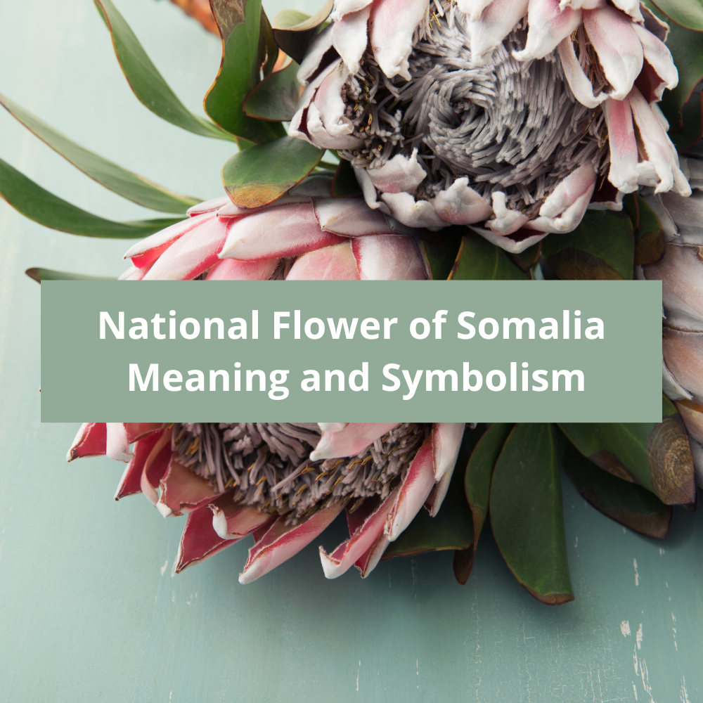 What-is-the-national-flower-of-Somalia-Meaning-and-Symbolism