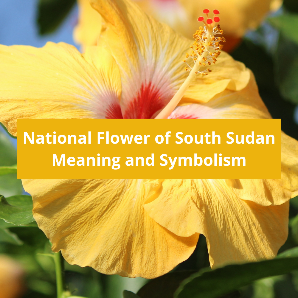 What-is-the-national-flower-of-South-Sudan-Meaning-and-Symbolism
