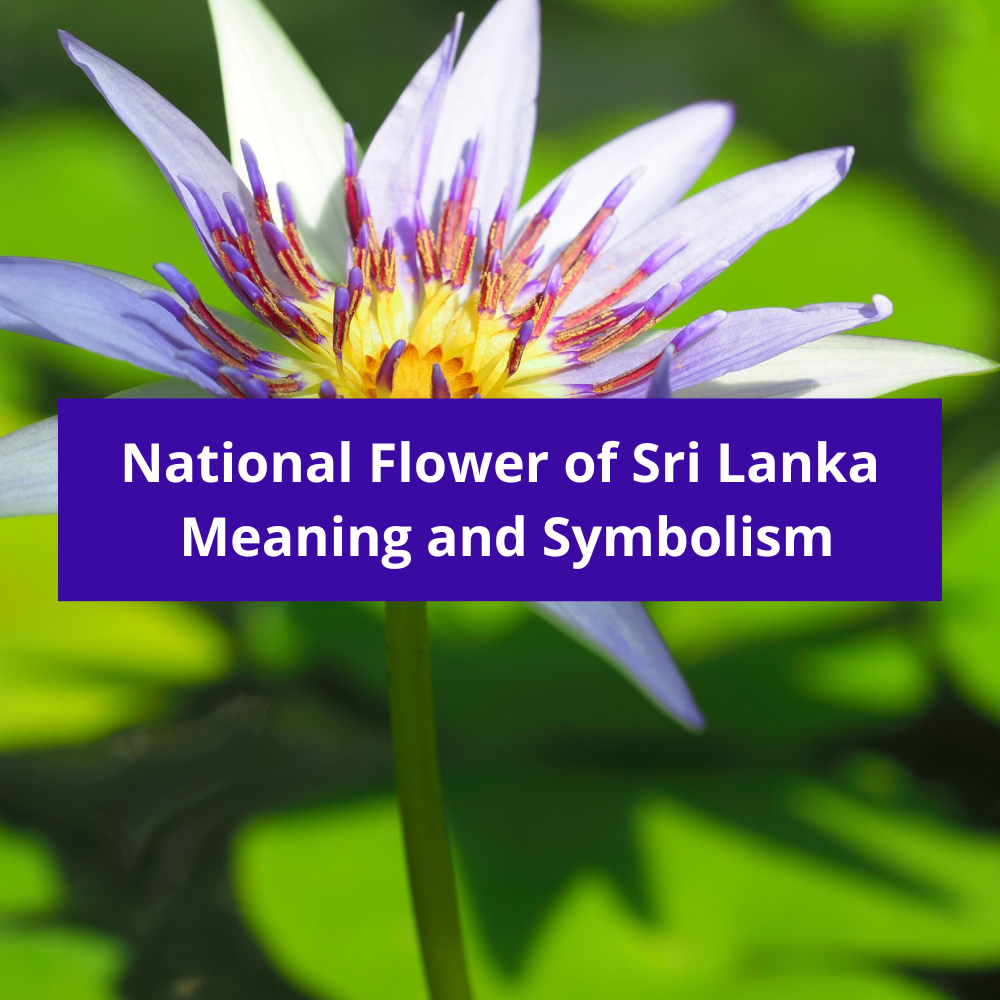 What-is-the-national-flower-of-Sri-Lanka-Meaning-and-Symbolism