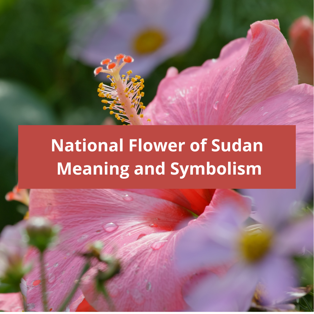 What-is-the-national-flower-of-Sudan-Meaning-and-Symbolism
